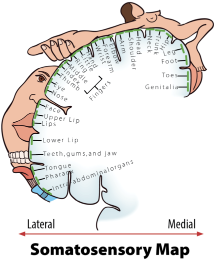 Illustration of the human sensory cortex represented as a homunculus, showing disproportioned body parts based on sensory perception, with labeled regions related to body parts. There is a scale at the bottom from Lateral to Medial. 