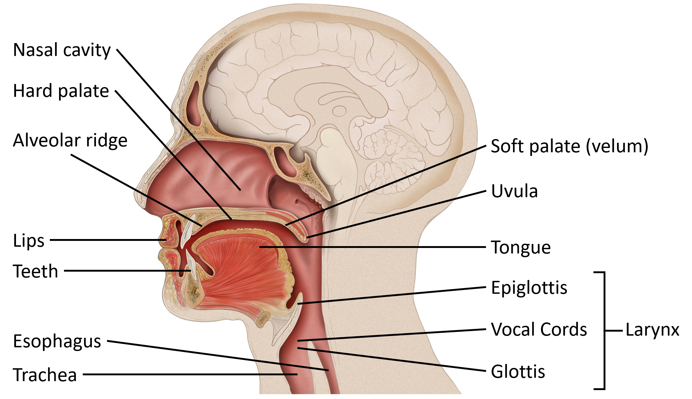 oral cavity anatomy without label