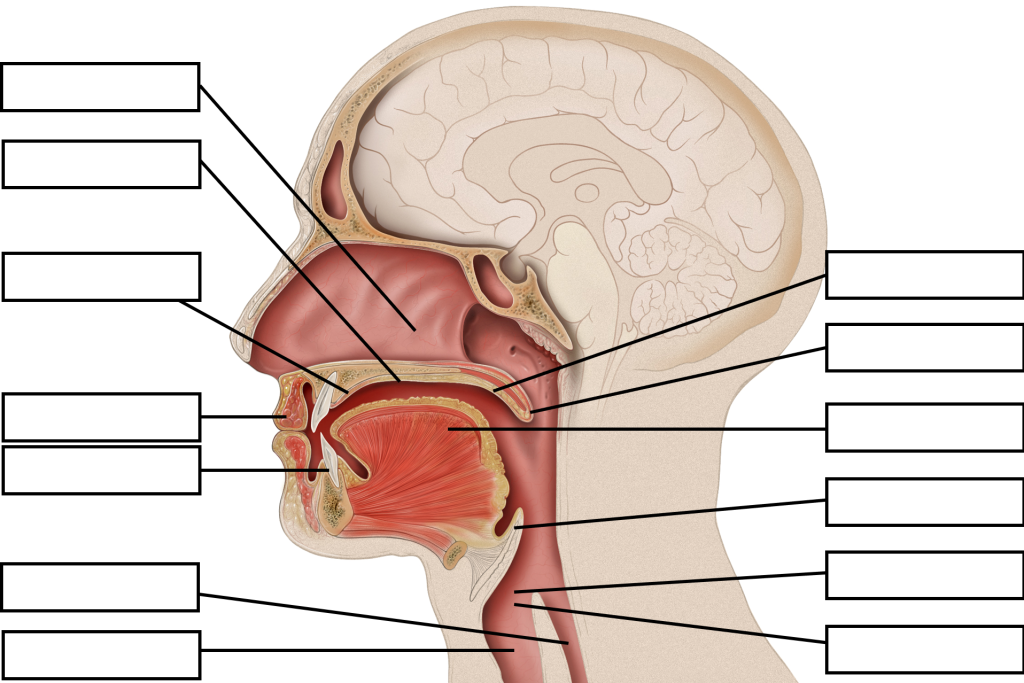 2-2-the-articulatory-system-psychology-of-language