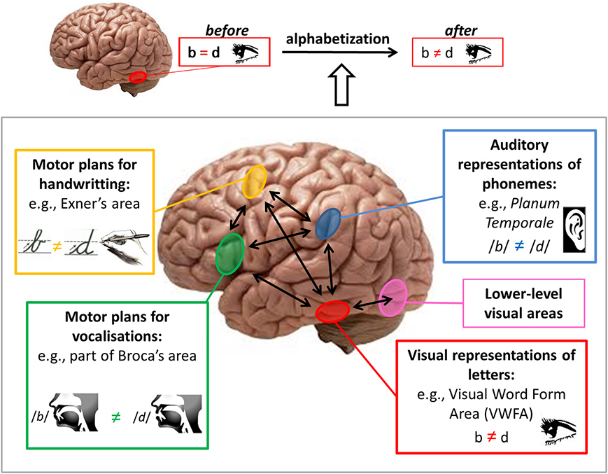 Writing Process and Reference Flaps by Teaching Every Brain