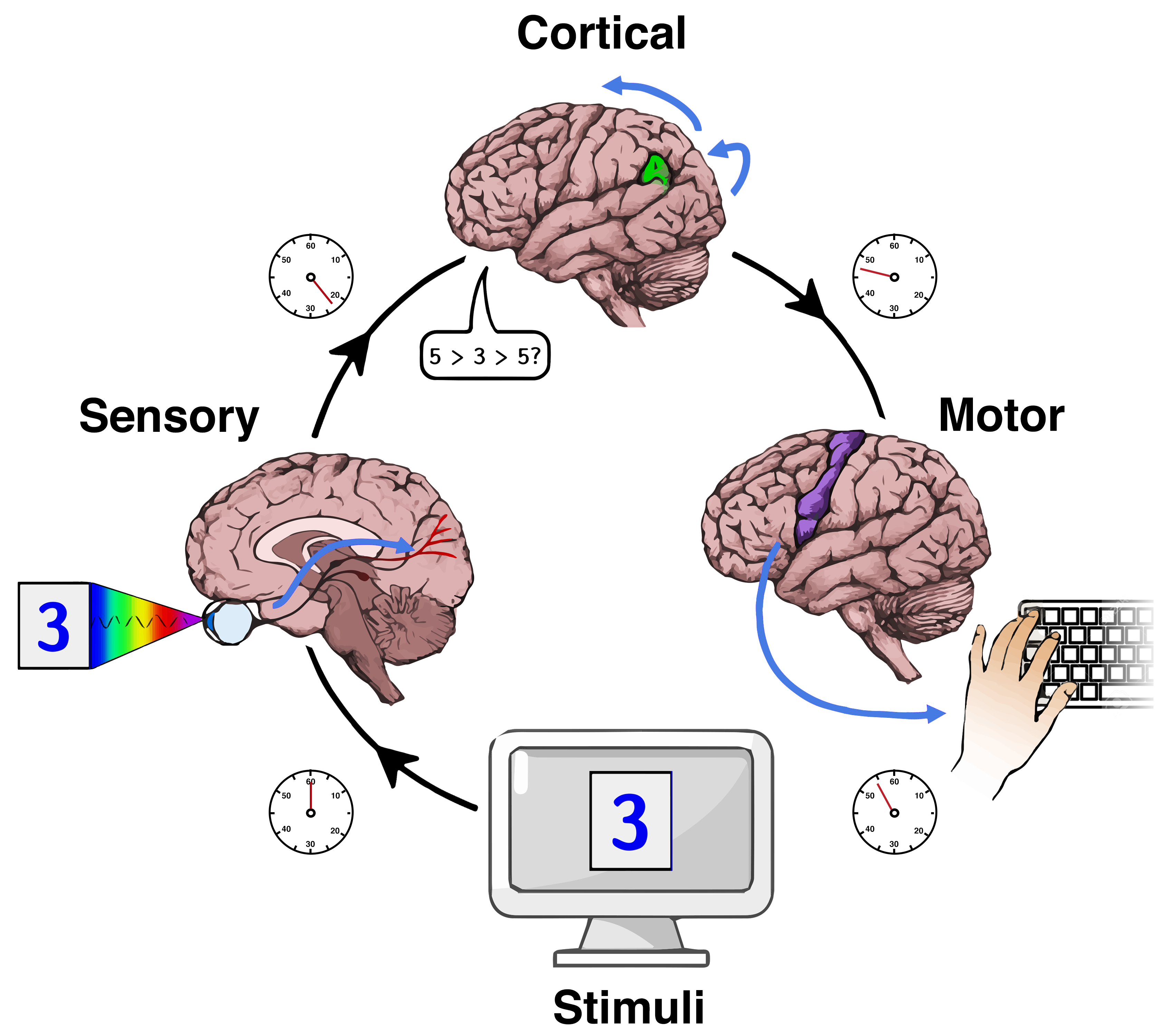 When a stimulus presented on a computer monitor, the sensory information is integrated and received through sensory nerves into the brain, where it is processed and a subsequent motor response is produced.