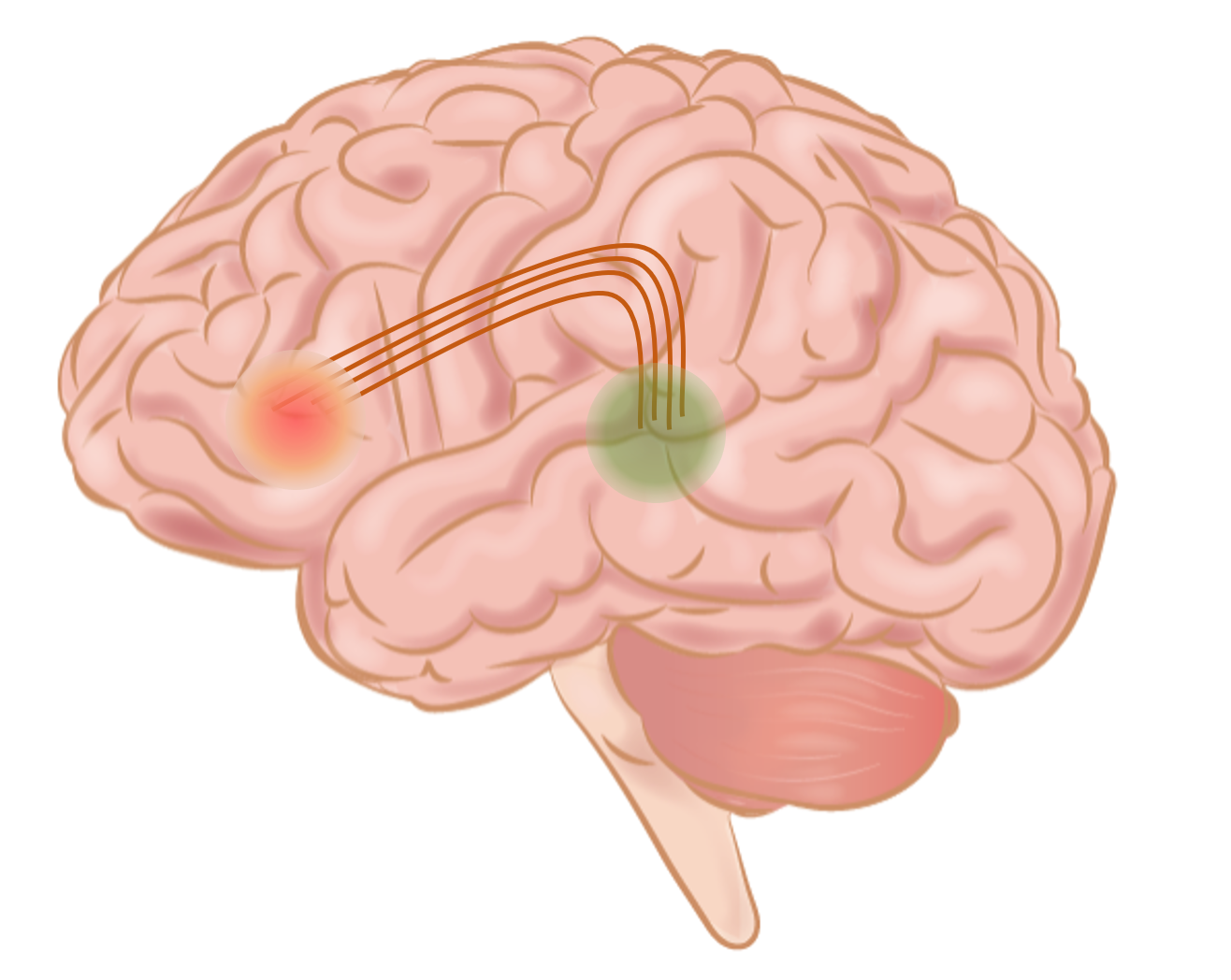 4.4 Language in the Brain – Psychology of Language