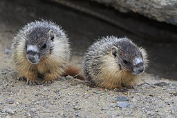 two marmots