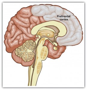 Figure 5.2 Recent advances in neuroimaging techniques have provided information about the brain structures that are involved in person perception. The prefrontal cortex shows strong activation when we are thinking about another person. Data are from Mason, Banfield, and Macrae (2004). Mason, M. F., & Macrae, C. N. (2004). Categorizing and individuating others: The neural substrates of person perception. Journal of Cognitive Neuroscience, 16(10), 1785–1795. doi: 10.1162/0898929042947801