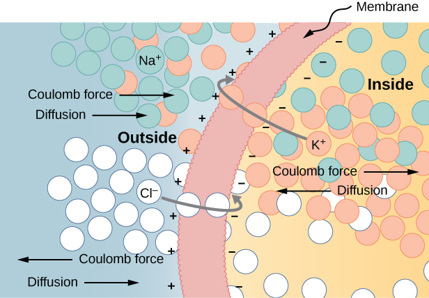 The figure shows a cell membrane with negative signs on the inner boundary and positive signs on the outer boundary. Chloride ions are outside the cell. Diffusion moves them toward the cell while Coulomb force is shown pointing outwards. Some chloride ions are shown passing through the membrane to the inside. Potassium ions are shown inside the cell. Diffusion moves them out towards the membrane while Coulomb force is shown pointing inwards. Some potassium ions are shown passing the membrane to the outside. Sodium ions are outside the cell. Both Coulomb force and diffusion are shown pointing towards the cell. Some sodium ions are shown within the cell.