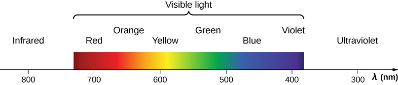 Figure shows wavelength in nanometers on an axis. The wavelength of 800 nm is labeled infrared. The visible light spectrum is from red at 700 nm to violet at 400 nm. The colors of the rainbow are seen in between. Ultraviolet is at 300 nm.
