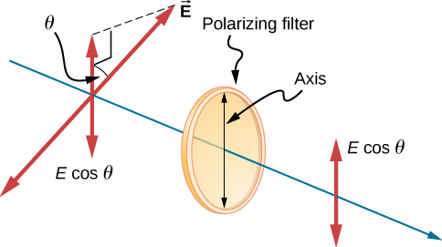 This figure provides additional details to the schematics of the two previous figures. In this figure, only one of the E vectors of the randomly polarized source light are shown to the left of the vertically oriented polarizing filter, along with the component of that vector parallel to the filter. The vector E is at an angle of theta to the vertical. The vertical component of the E vector is E cosine theta. After passing through the filter, the light has only vertical E, with magnitude E cosine theta.