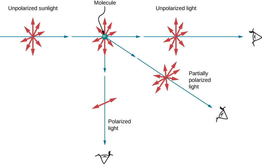 The figure illustrates the scattering of unpolarized light by a molecule. As usual, the rays are represented by straight blue arrows and the electric field directions by double headed red arrows. The unpolarized incident light has electric field vectors oscillating in all directions in the plane perpendicular to the direction of the propagation of the light rays. The molecule scatters the light in all directions. Light that is scattered in the same direction as the incident light remains unpolarized. Light scattered in the direction perpendicular to the direction as the incident light is polarized perpendicular to the plane defined by the incident and the scattered rays. Light that is scattered in an intermediate direction is partially polarized. The electric field perpendicular to the plane has a larger amplitude than the field parallel to the incident ray.
