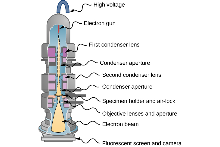 Picture shows the schematics of a transmission electron microscope. An electron gun generates electron beam that passes through two sets of condenser lens and condenser apertures prior to hitting the specimen. The transmitted electrons are projected on a fluorescent screen and the image is sent to a camera.