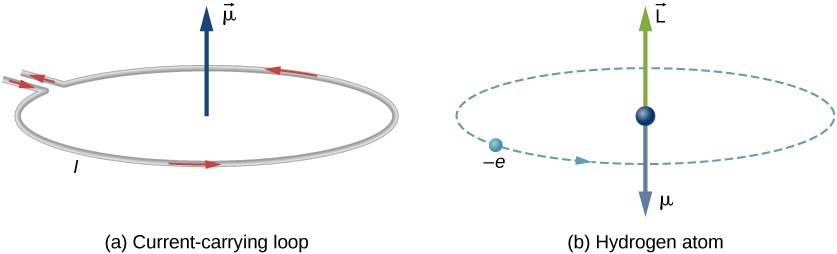 Figure (a) shows a current carrying loop. The loop has current I circulating counterclockwise as viewed from above. A vector mu pointing upward is shown at the center of the loop. Figure (b) shows the hydrogen atom as an electron, represented as a small ball and labeled minus e, making a counterclockwise circular orbit, as viewed from above. A sphere, a vector mu pointing downward, and a vector L pointing upward are shown in the center of the orbit.