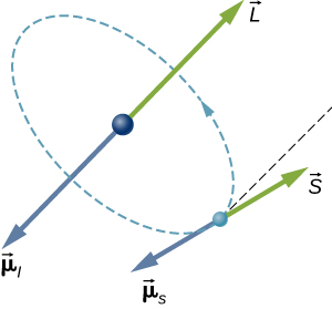 The orbit of an electron in an atom is illustrated as a small sphere in a circular orbit about a larger sphere at the center of the circle. The direction of travel is right handed (counter clock wise if looking down at it.) At the nucleus, a vector L points up (again, as viewed from above) and a vector mu sub l points down. At the electron, a vector S points at an unspecified angle with respect to the direction of L, and a vector mu sub s points in the opposite direction to S.