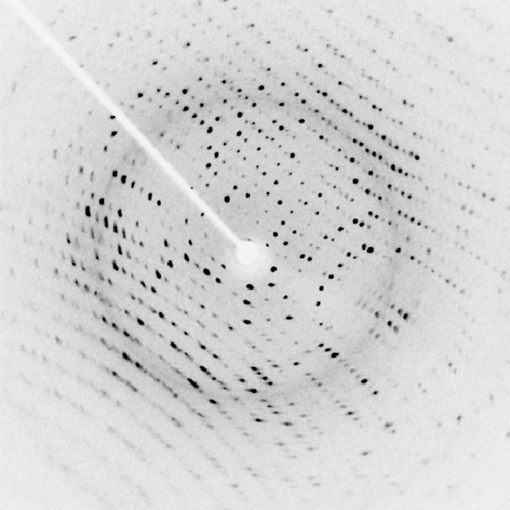 An x ray diffraction image of a protein. The image shows an array of small black dots, arranged in slightly curved rows, on a white background. A white arm extends from the top left to the center of the image, where there is a small white disk. This white disk is the shadow of the beam block, which blocks the part of the incident x ray beam that was not diffracted by the crystal.
