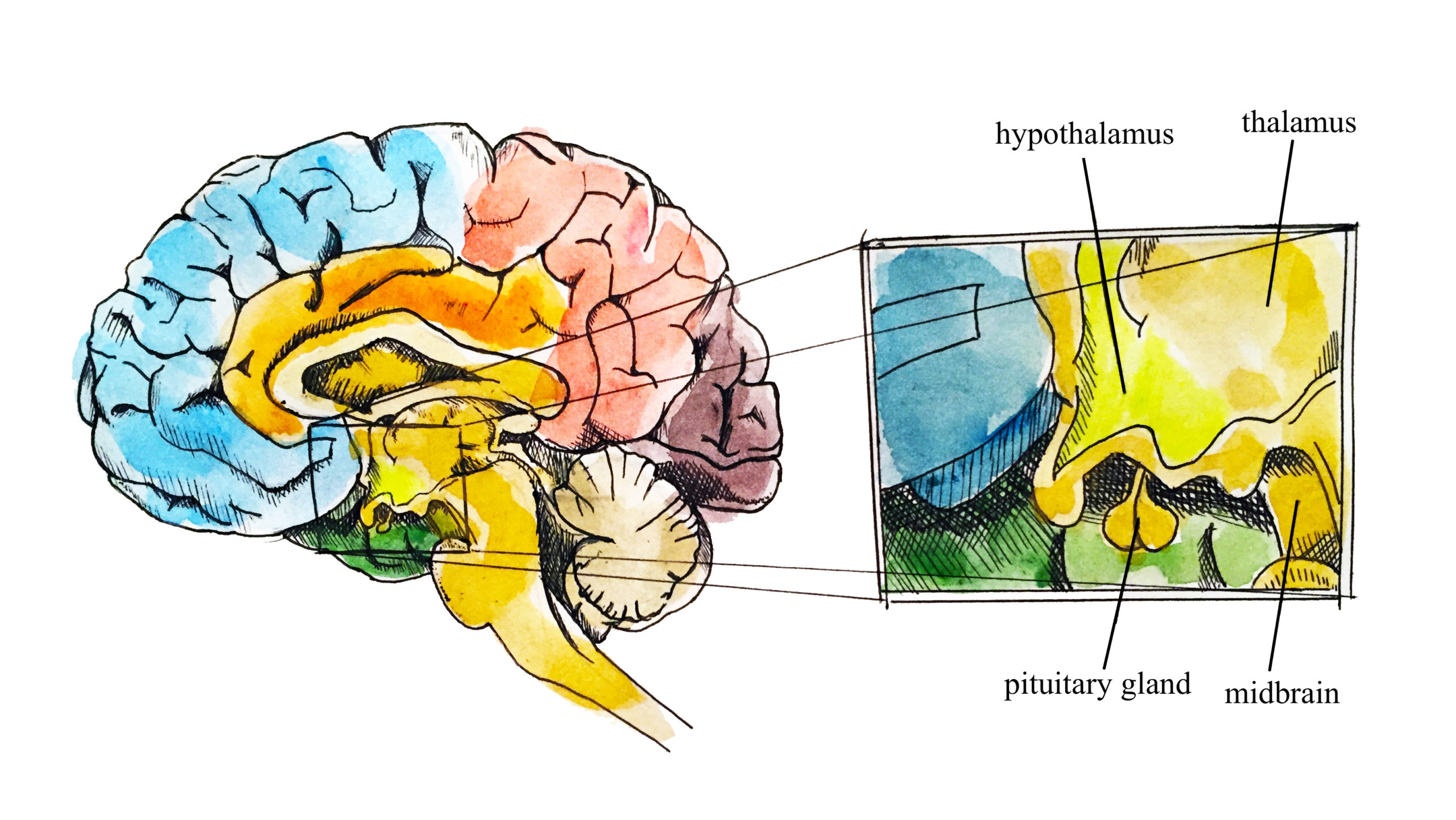 Position of the area of the hypothalamus in the brain in relation to the thalamus, mid-brain and pituitary gland