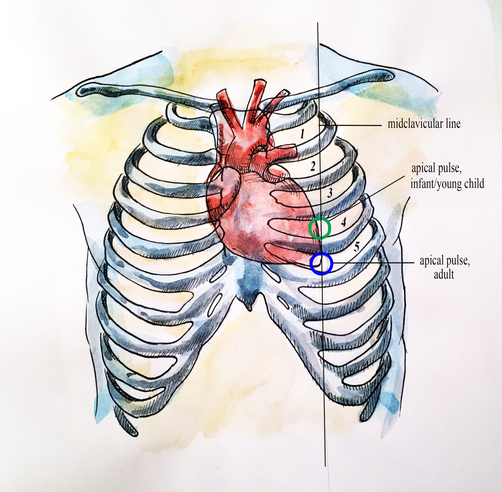 pulse-point-labeling-activity-labelled-diagram