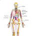 What is Pulse? – Vital Sign Measurement Across the Lifespan – 2nd ...