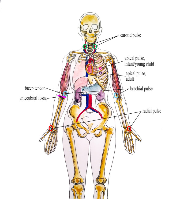 What Is Pulse Vital Sign Measurement Across The Lifespan Nd Canadian Edition