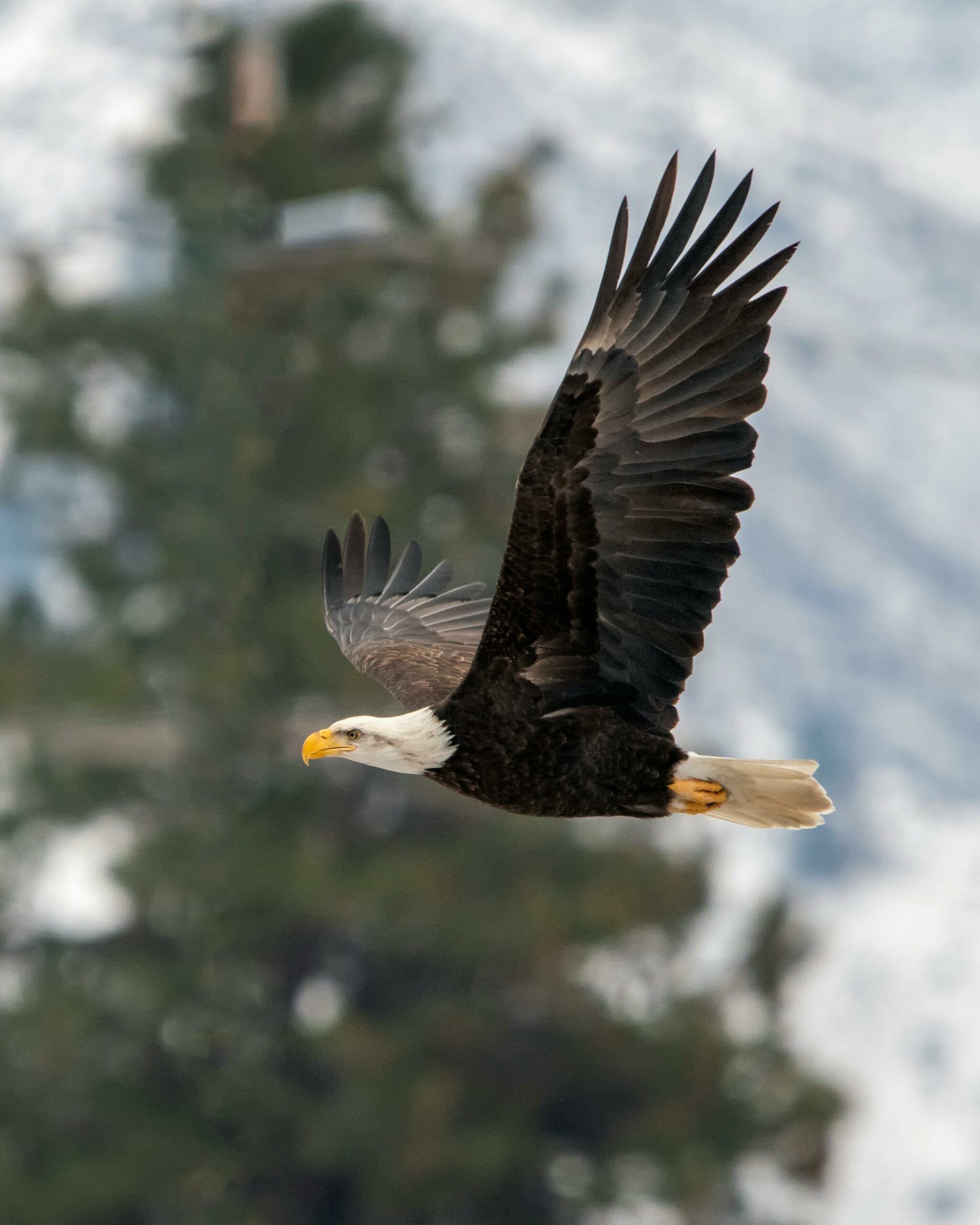 A soaring eagle.