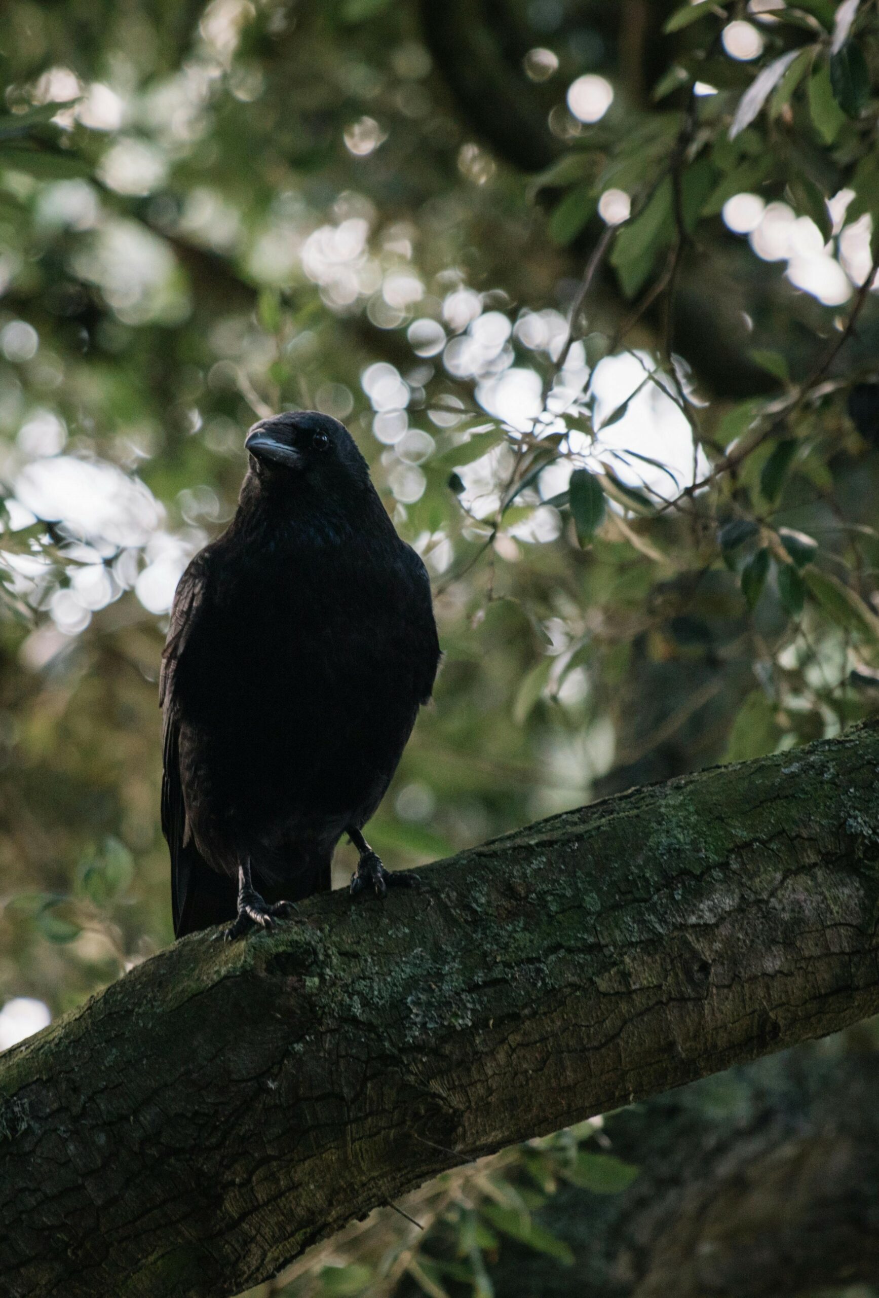 Black bird on a tree branch.