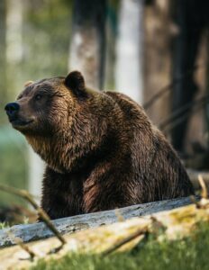 Bear in the forest.