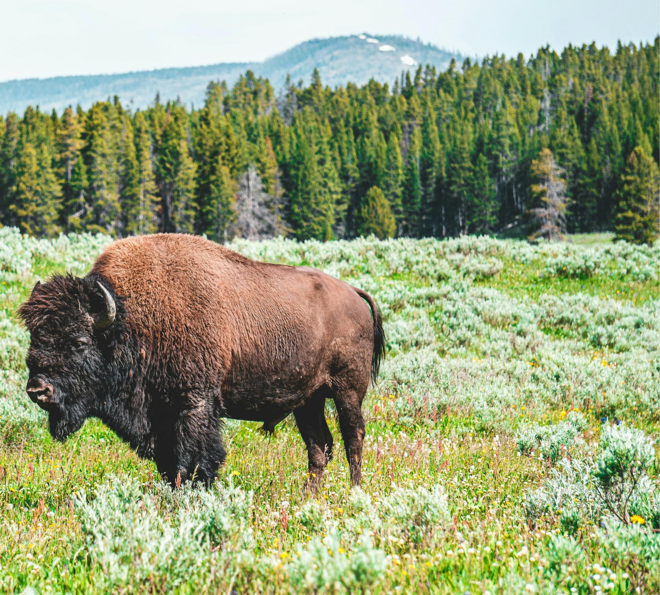 Buffalo on a grass field.