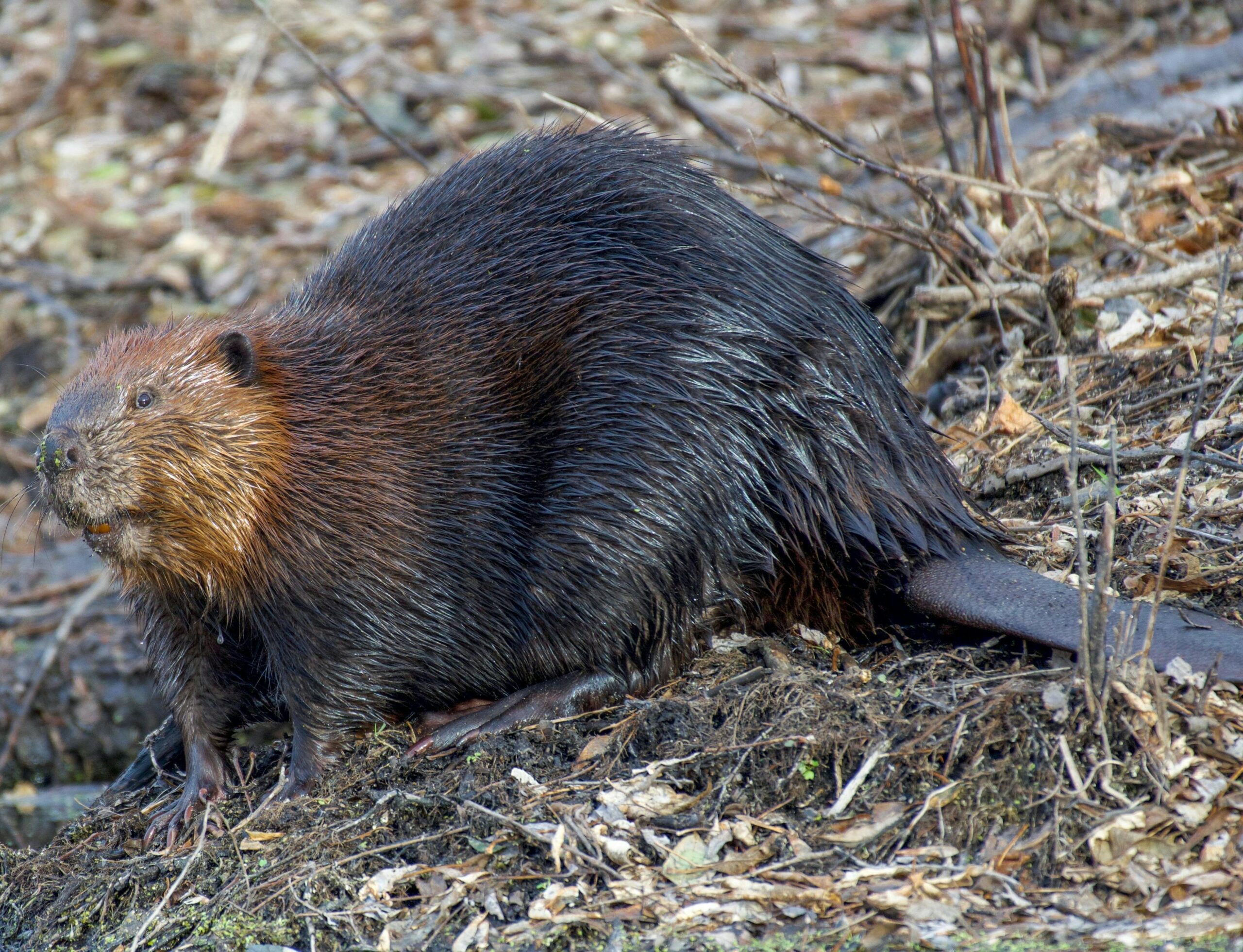 Beaver on brown grass.