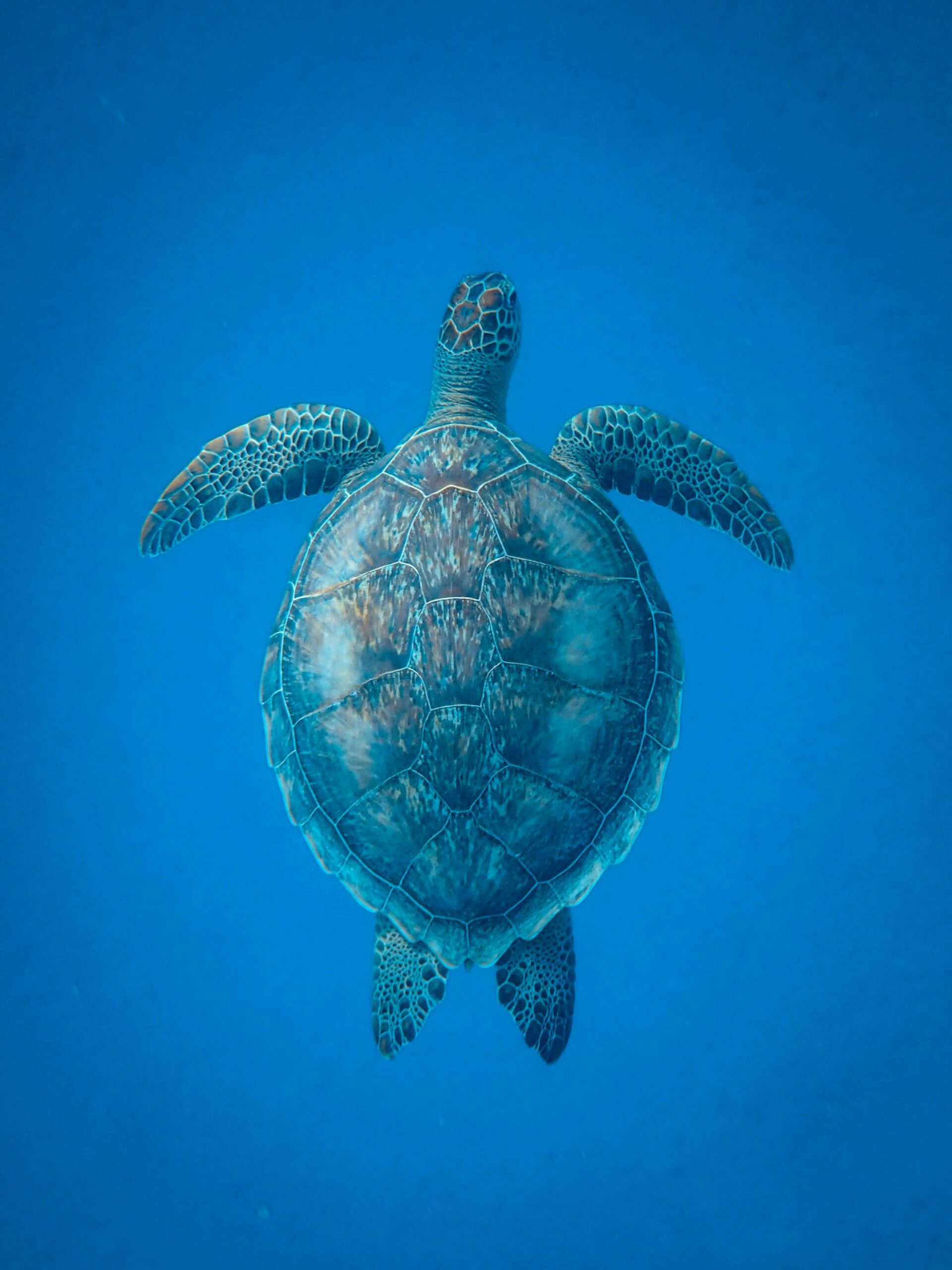 Aerial view of a sea turtle, swimming underwater.