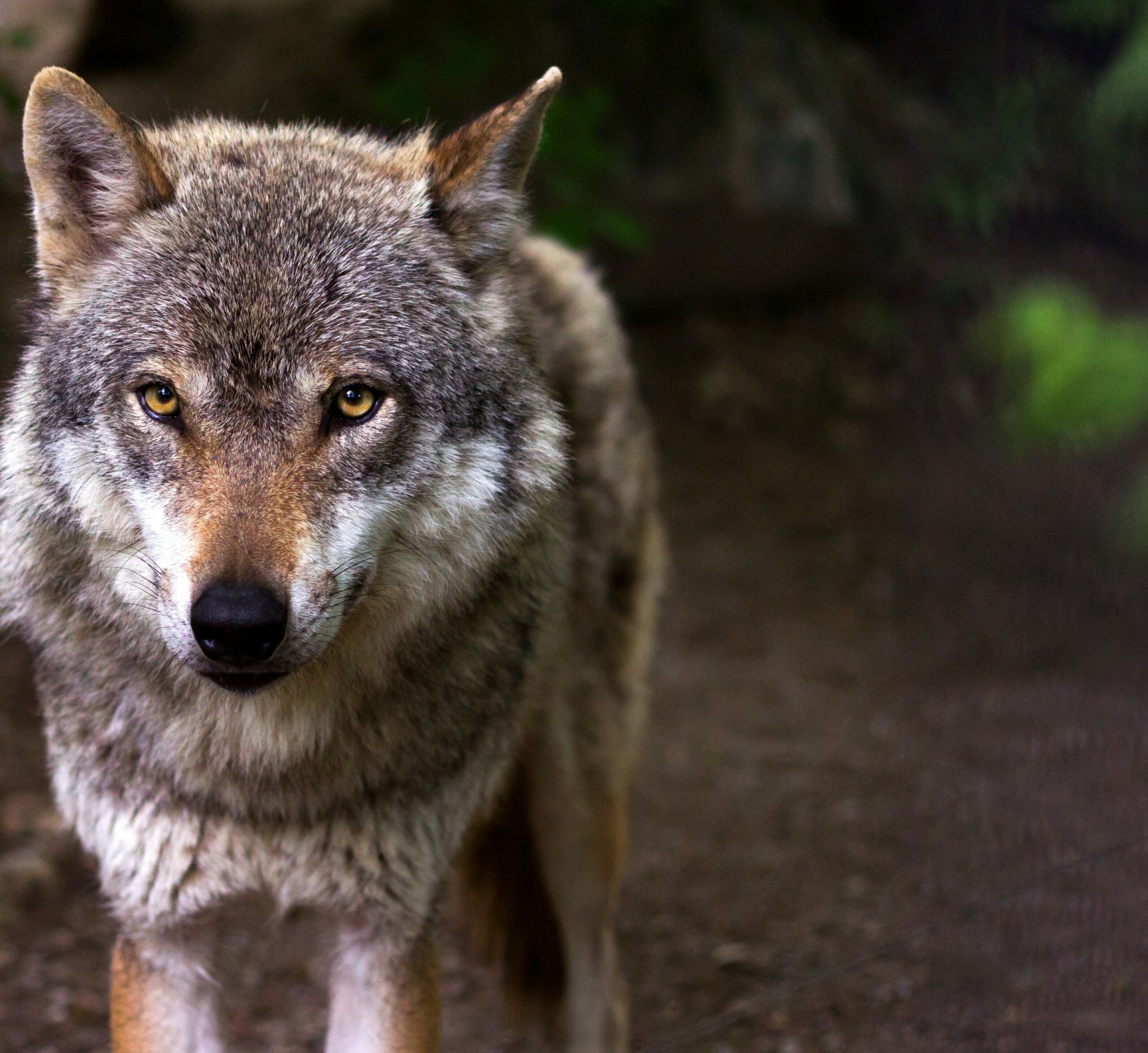 Wolf, facing the camera head-on.