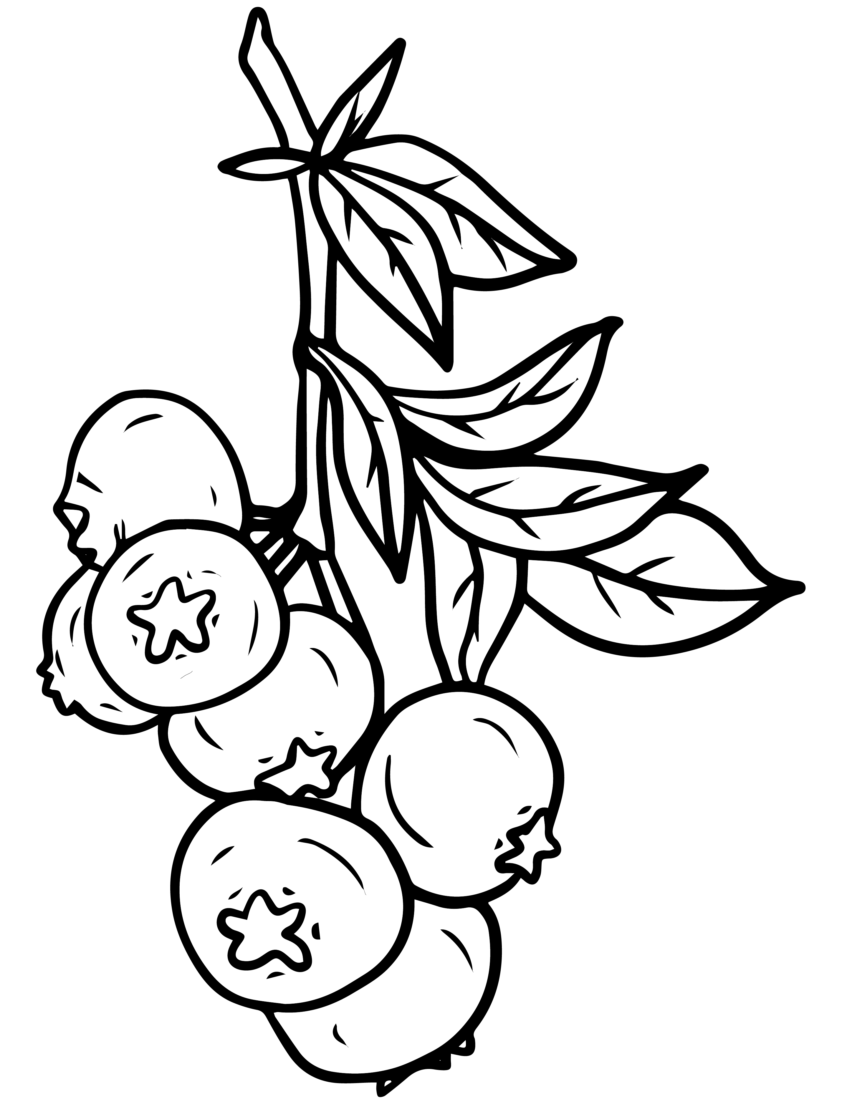 A line drawing of a cluster of blueberries.