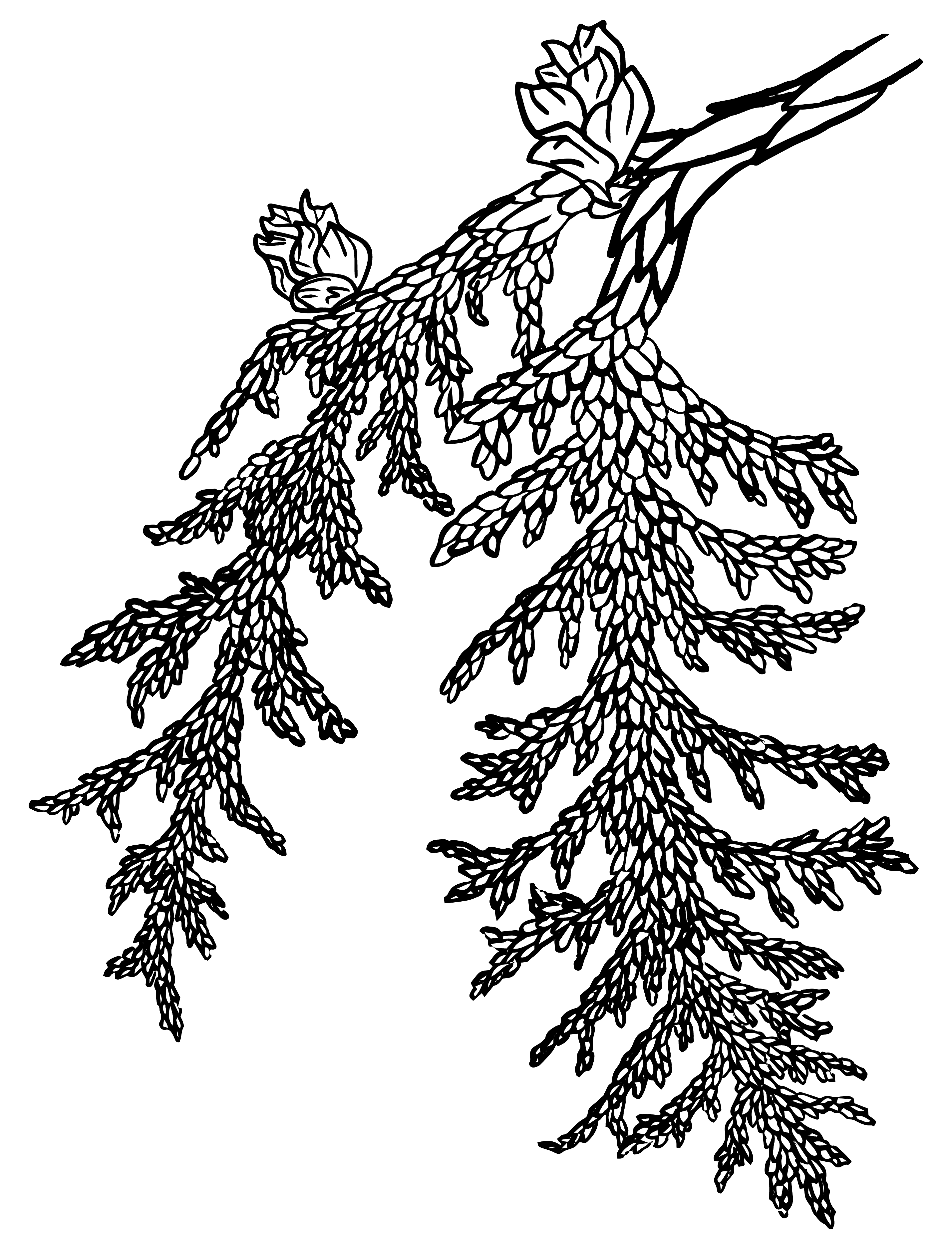 A line drawing of a cedar branch.